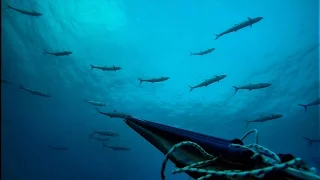 my blue head...spearfishing israel דייג בצלילה חופשית ישראל