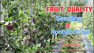 Fruit Quality Difference between Seedling n Rootstock HD Plantation