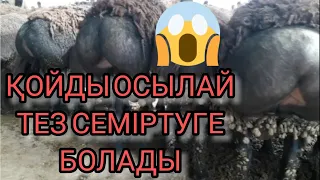 ҚОЙДЫ ОСЫЛАЙ ТЕЗ СЕМІРТУГЕ БОЛАДЫ