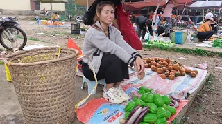 harvest. susu fruit, eggplant and how to build a new gate. farm life #143