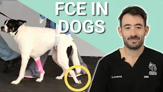 Spinal Cord Strokes In Dogs - FCE Overview