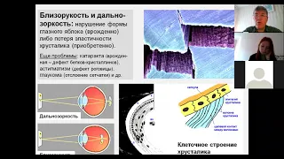 Вячеслав Дубынин ФЧЖ 4 курс 2021 Лекция 2 глаз