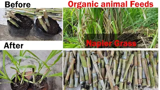 How to plant or propagate Napier Grass