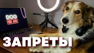 Разбираю ваши запреты 🎙️ Прямой эфир по командам Фу и Нельзя🐩