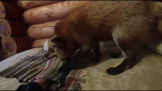 Alice the fox. The fox is trying to get its prey from under the rug.