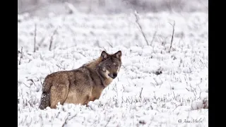 Wolf pup looking for mice - Jana Malin