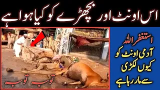 Is Ont Aur Bachray Ko Kya Howa Ha | Incident Happen In Thatta Sindh | Angry Cow And Camel | Eid 2021