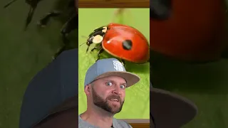 Ich heiße Marvin.. Der Marienkäfer 🐞