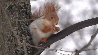Белка с лапкой и другие белки. Зарисовка / Squirrel with a paw and other squirrels. Sketch