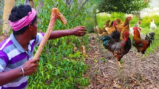 COUNTRY CHICKEN MASALA RECIPE |   Easy and Delicious Country Chicken Fry | VILLAGE HUNTER