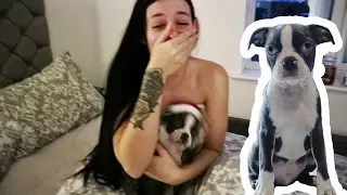 SUPRISING MY GIRLFRIEND WITH A PUPPY! * BOSTON TERRIER *