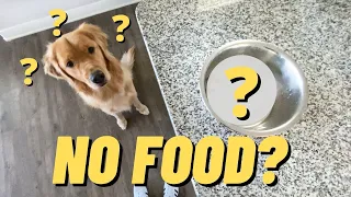 Pretending To Put My Dog On A Diet | Funny Dog Video