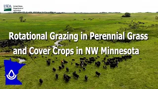 Rotational Grazing in Perennial Grass and Cover Crops in NW Minnesota