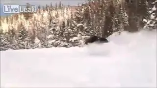 giant moose running in snow caught on tape