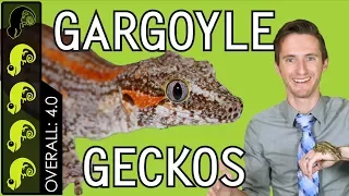 Gargoyle Gecko, The Best Pet Reptile?