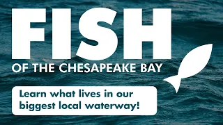 Fish of the Chesapeake Bay