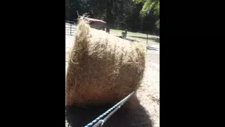 How to move a roll of hay! #girlpower