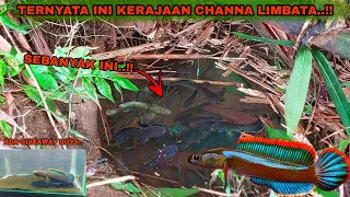 DILUAR NALAR..!! Ada Channa Limbata Sebanyak Ini Didalam Sumur Tua || Mancing Ikan Channa Limbata