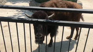 Мощные красавцы бизоны в Тайгане! Powerful handsome bison in Taigan!
