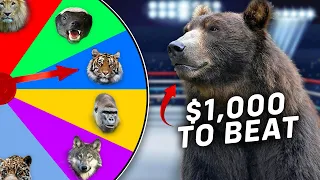 Building A Team of Animals To Beat A Grizzly Bear