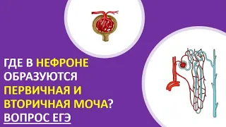 24. Где в нефроне образуются первичная и вторичная моча? Вопрос ЕГЭ.