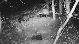 A badger was attacked by raccoon dogs