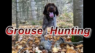 Grouse Hunting