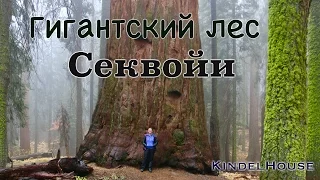 Национальный парк секвой | Sequoia national park