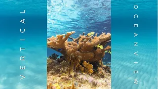 Vertical Ocean View | an Underwater Film in Vertical 4K