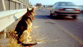 Dieser Hund wartet seit 11 Jahren auf sein Herrchen. Schaut, was passierte...