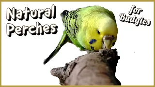 How to Collect, Clean and Install Natural Perches for Budgies