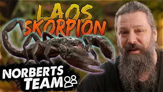 LEUCHTENDER SKORPION? | NORBERTS TEAM | Zoo Zajac