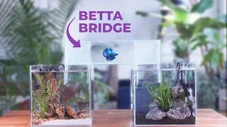 Making a FISH BRIDGE for our BETTA