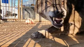 WOLF AMG, canadian wolf roar. Рык канадского волка Акелы.