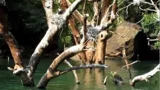 Cormorants nesting in tree