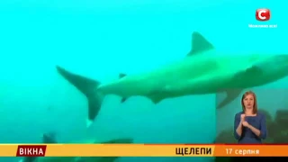 Українці рятували людей від нападу акули на Єгипетському пляжі (сюжет ТК СТБ)