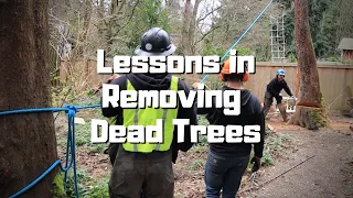 Removing a Dead Madrone Tree in Mercer Island, Seattle, Washington