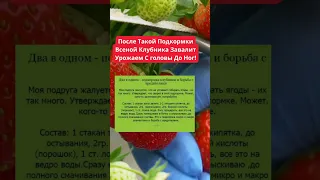 После Такой Подкормки Весной Клубника Завалит Урожаем С головы До Ног!