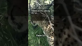 Interesting Facts About Cheetahs #20 #shorts