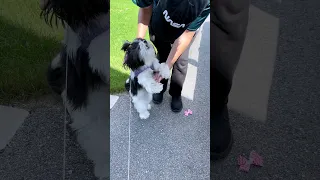 Dog Missed Her Family