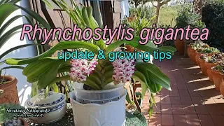 Rhynchostylis gigantea in bloom & growing tips 🌺🌺 LEGENDAS em PORTUGUÊS