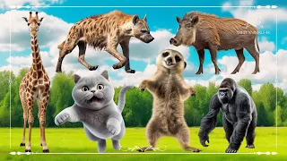 Baby farm animal moments: Giraffe, Hyena, Boar, Cat, Meerkat & Gorilla - Animals Sound