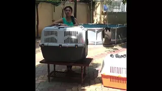 Pet Crates for international travel