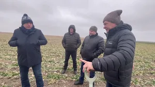 Агро-Союз. Ріпак на міжрядді 38 та 70 см., за технологією No-till.