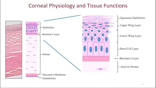 Acceptance and Use of In Vitro and Ex Vivo Eye Irritation Test Methods