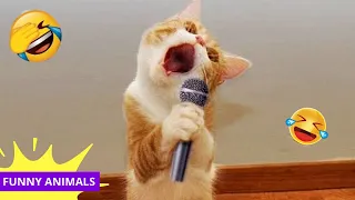 Funniest ANIMAL Video 2024 😂 Try Not To Laugh CATS and DOGS