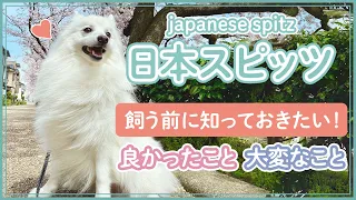 日本スピッツってどんな犬？飼う前に知っておきたいこと - What kind of dog is a Japanese Spitz? What you need to know.