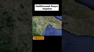 Тарантул в Україні