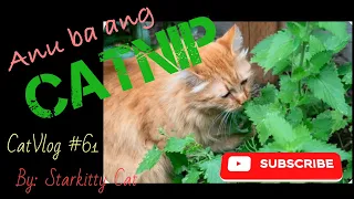 CATNIP | ANO BA ANG CATNIP SA PUSA | CatVlog #61 #catnip #catvideos #cat