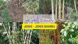 CARA 4 - Cara Membedakan Jenis - jenis Bambu, ciri ciri, karakter dan kegunaannya. #jenisbambu